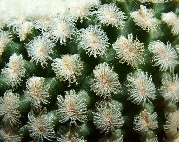 Turbinicarpus _valdezianus 'Monclova' 07